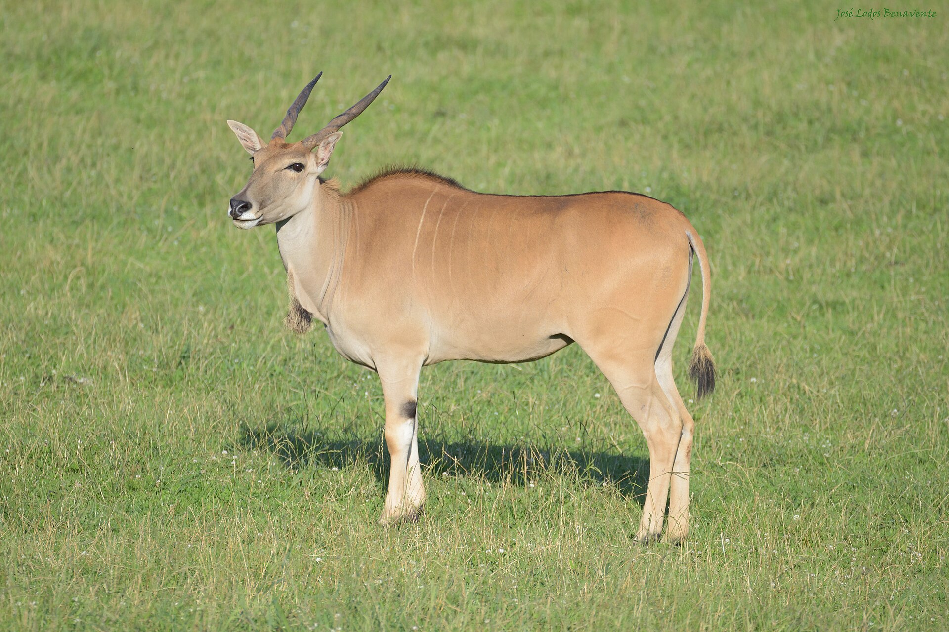 Eland antelope
