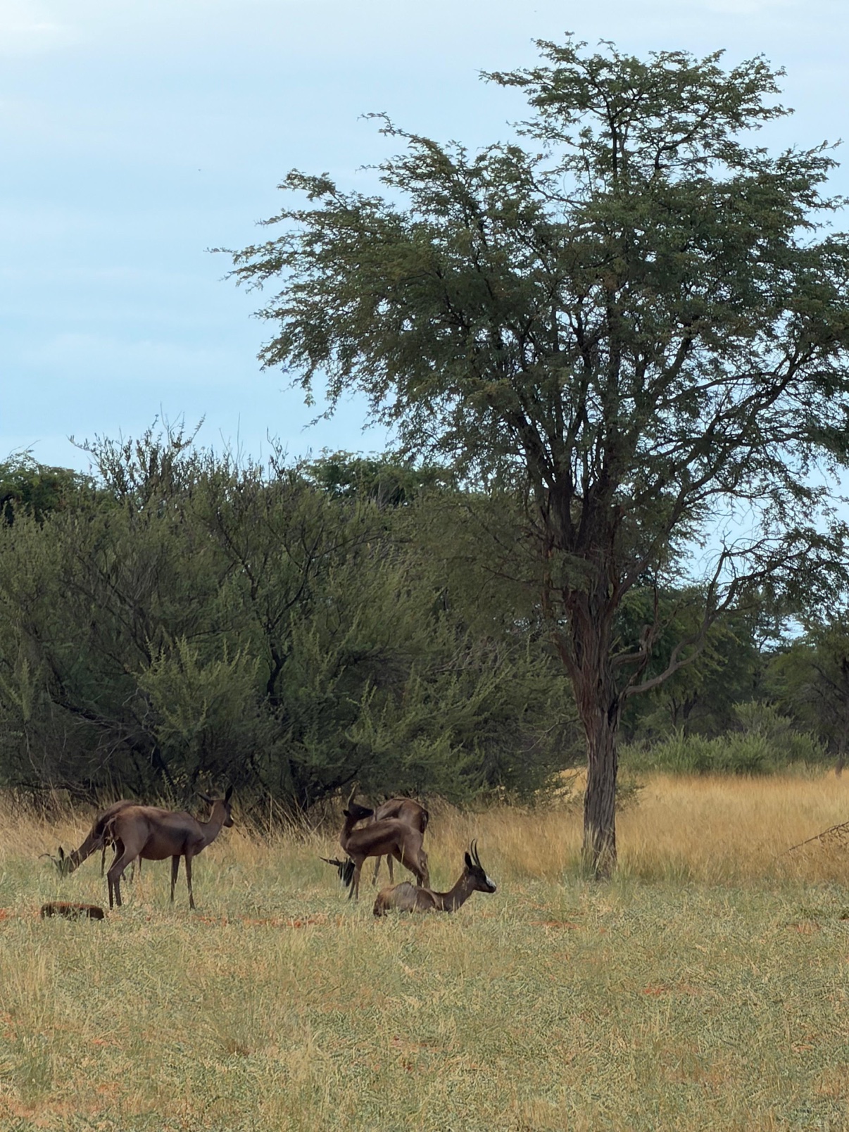 Black springbok resting under a camelthorn tree at Zania Farm