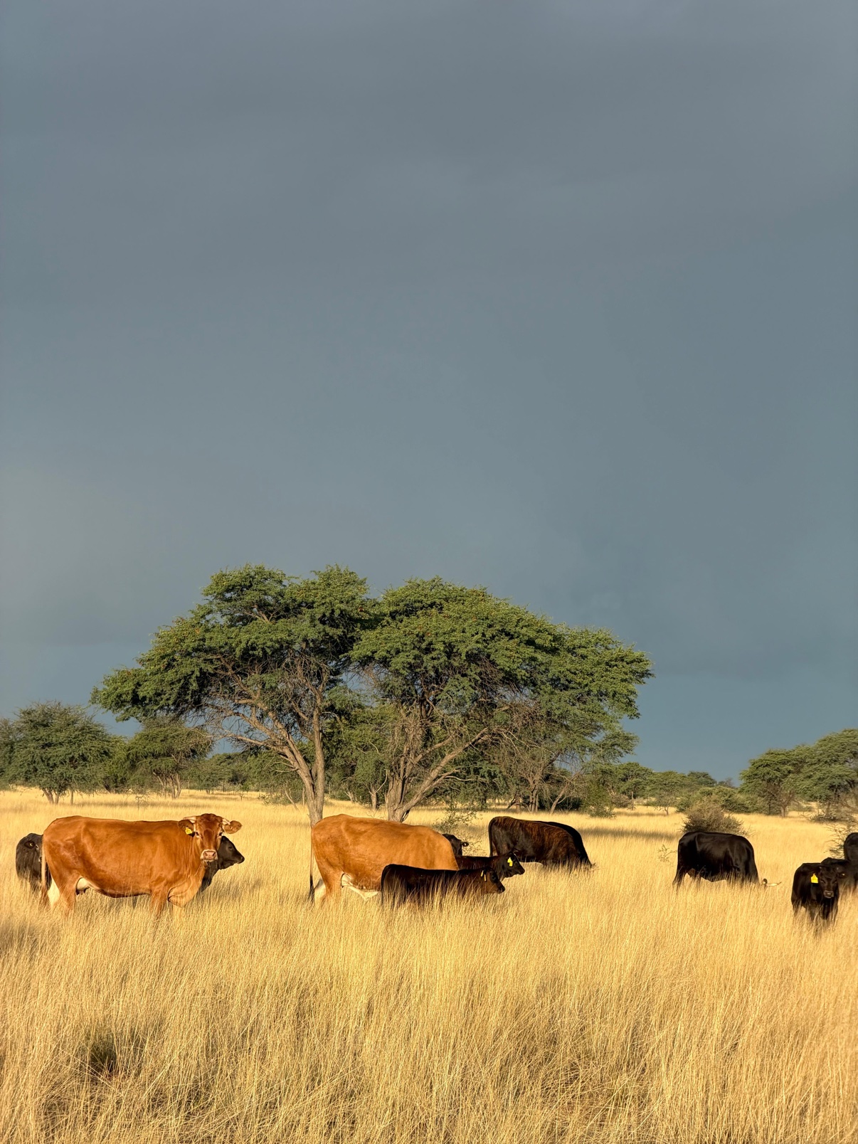 Cattle herd grazing in golden grass under camelthorn trees at Zania Farm