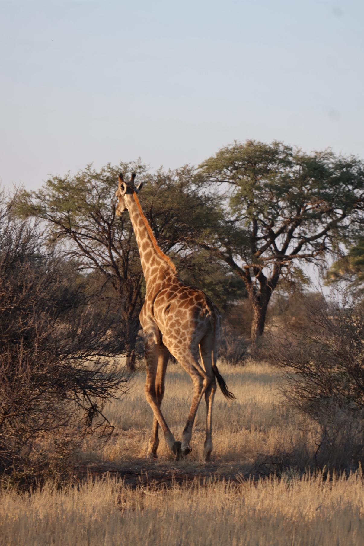 Giraffe walking through the bush at golden hour at Zania Farm