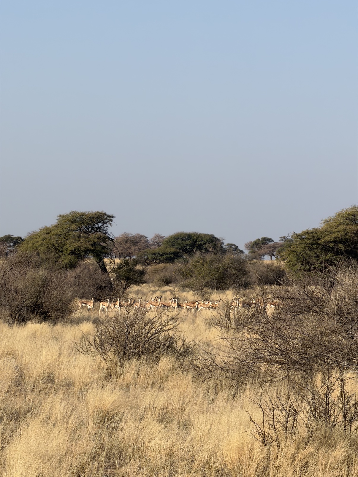 Herd of springbok moving through golden Kalahari grass at Zania Farm