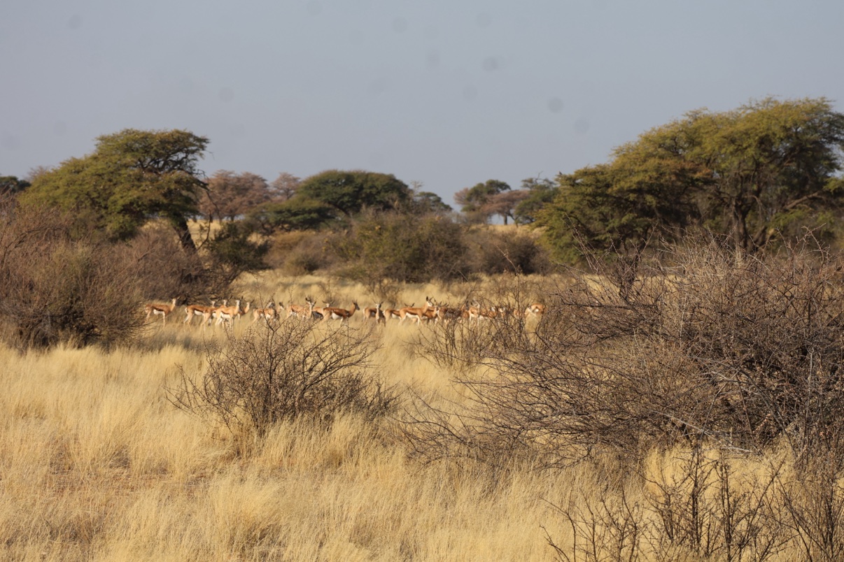 Springbok herd moving through golden Kalahari grass