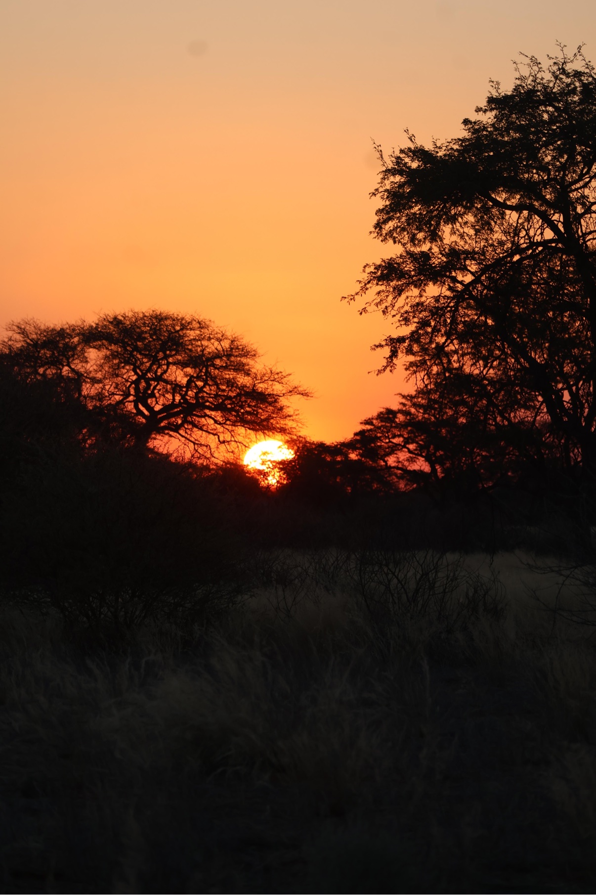 Dramatic Kalahari sunset with the sun sinking through camelthorn tree silhouettes